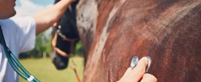 Exams & Preventative Care