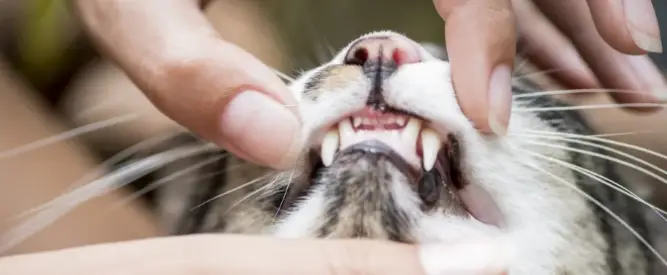 Pet Dentistry