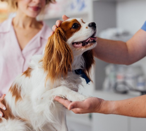 A dog undergoing a physical exam, a part of Exams & Preventive Care offered by Crestline Vet