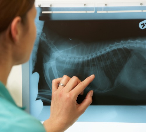 A vet tech looking at an x-ray of a cat's back