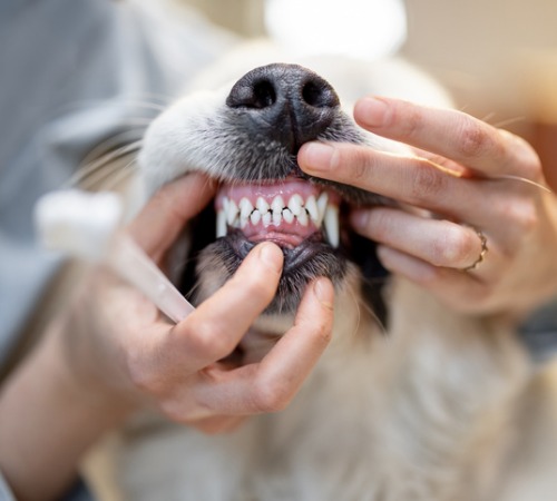 A vet tech opening a dog's mouth to help see the teeth, preparing for Pet Dentistry in Charleston, IL
