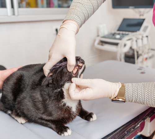 A veterinary tech checking a cat's teeth