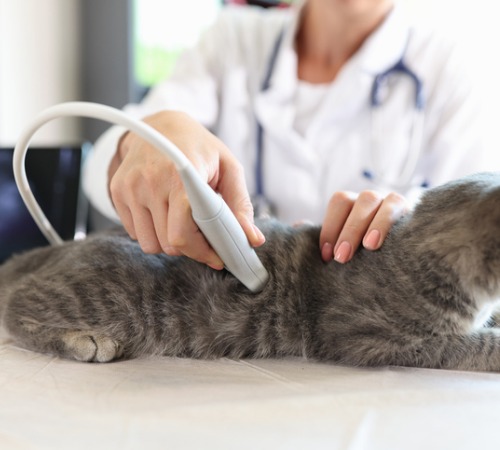 A vet conducts an ultrasound exam before potential pet surgery